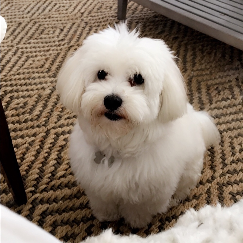 Meet your Posher, Samantha